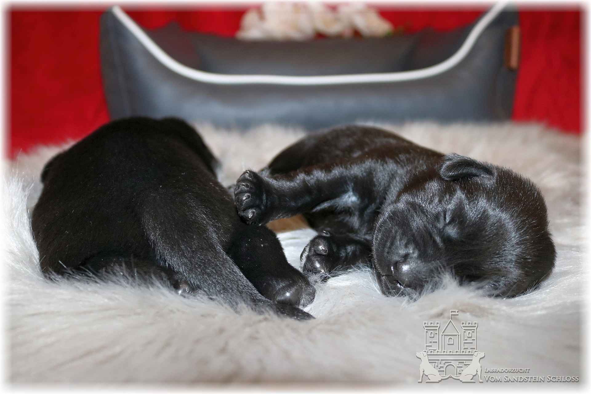 Labradorzucht Vom Sandstein Schloss - Labrador Welpen Bayern