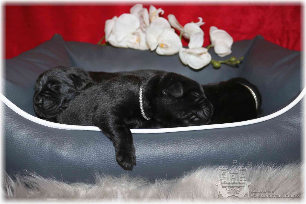 labrador welpen
