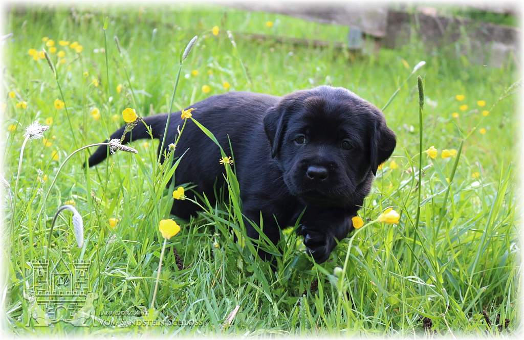 Labradorzucht Vom Sandstein Schloss - Labrador Welpen Bayern