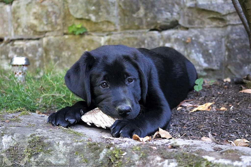 Blaue schwarzer augen labrador Labrador braun: