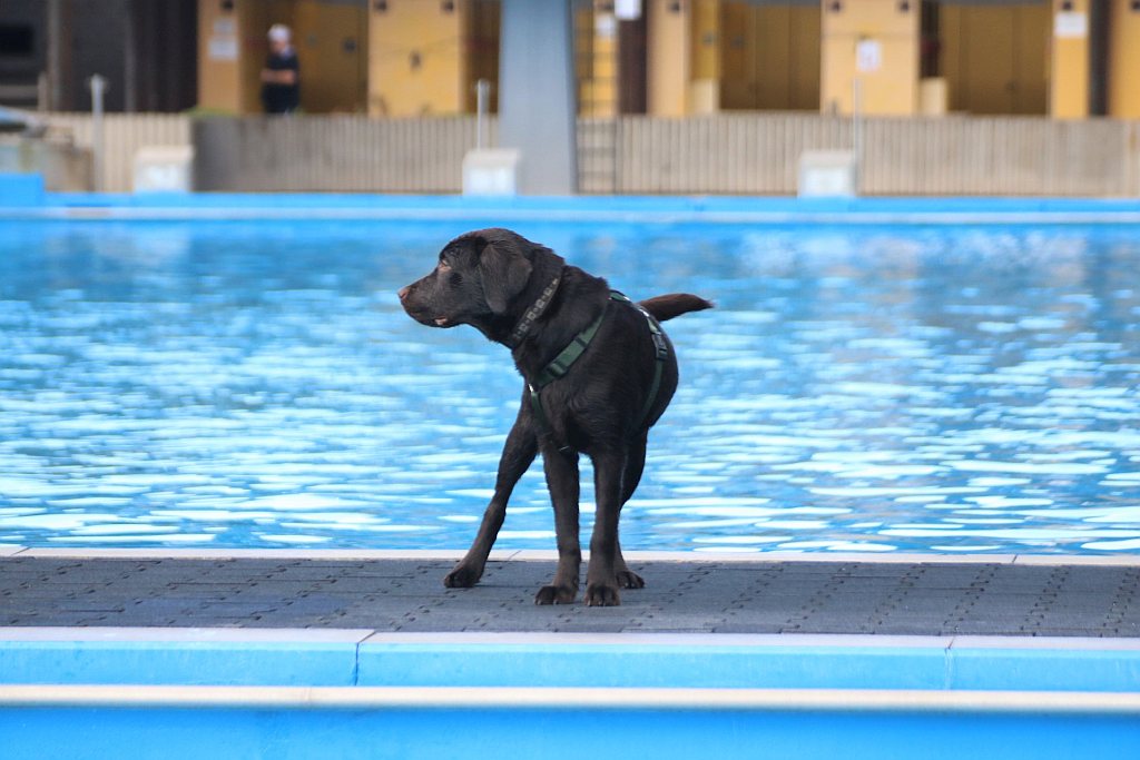 Wasserwacht-Eltmann-Hundeschwimmen