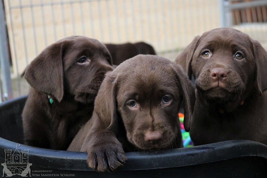 labrador-welpe-braun-5.jpg