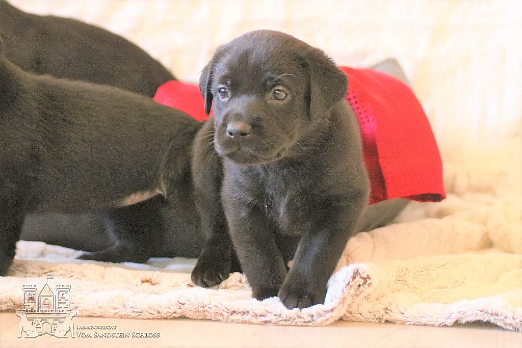 Labrador-Zucht-Bayern-10