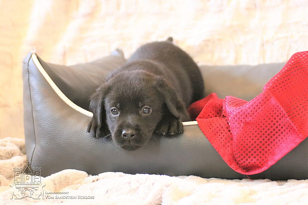 Labrador-Zucht-Bayern-11