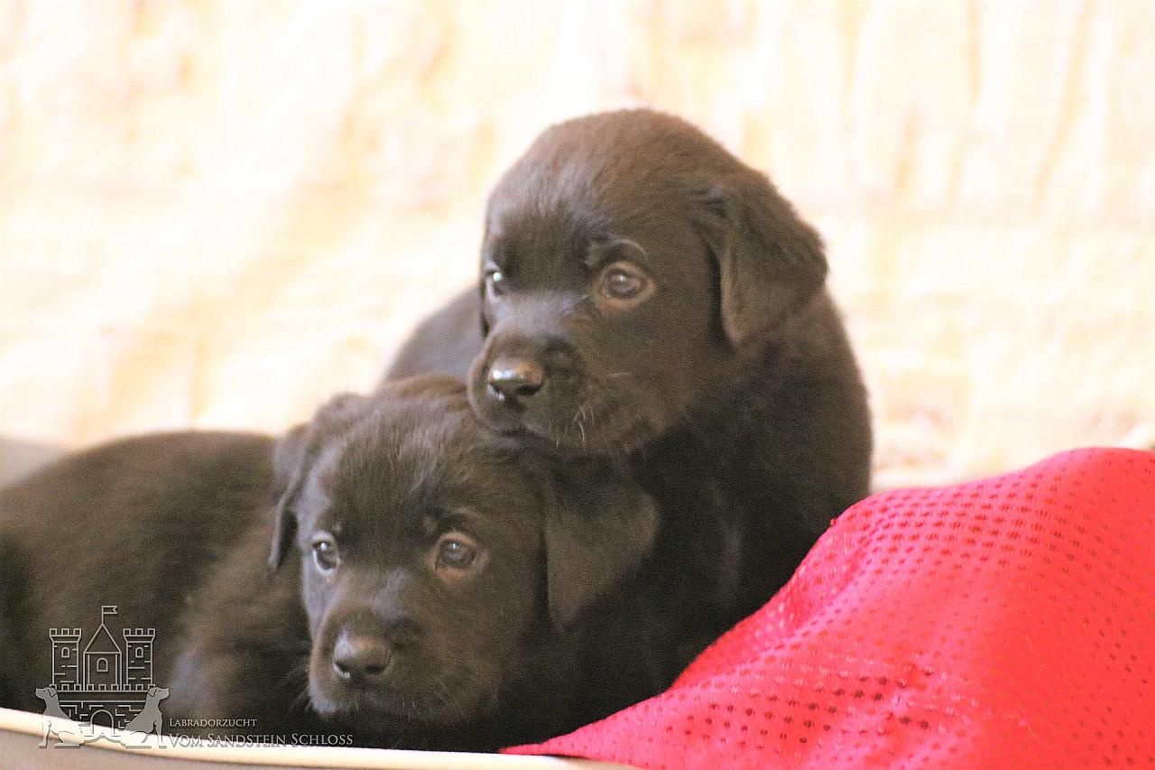 Labrador-Zucht-Bayern-5
