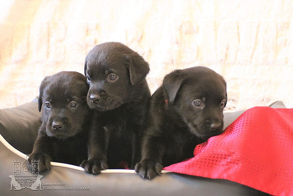 Labrador-Zucht-Bayern-8
