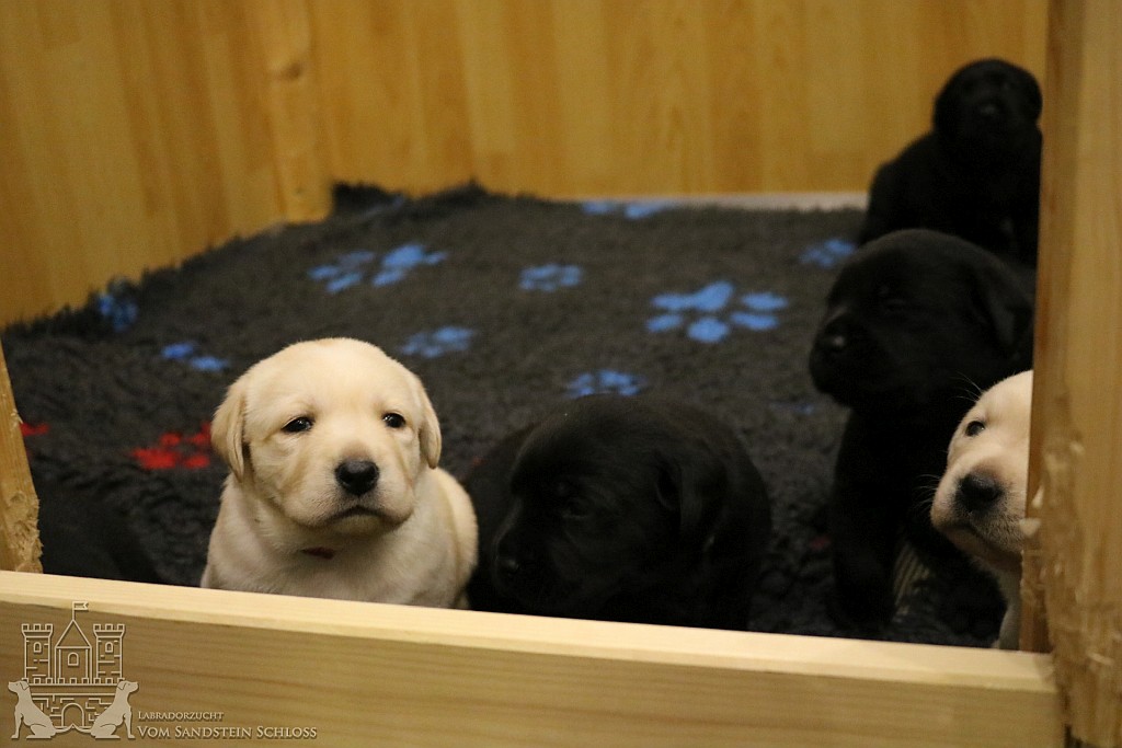 labradorzucht_bayern_2