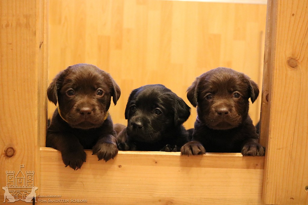 labradorzucht_bayern_23