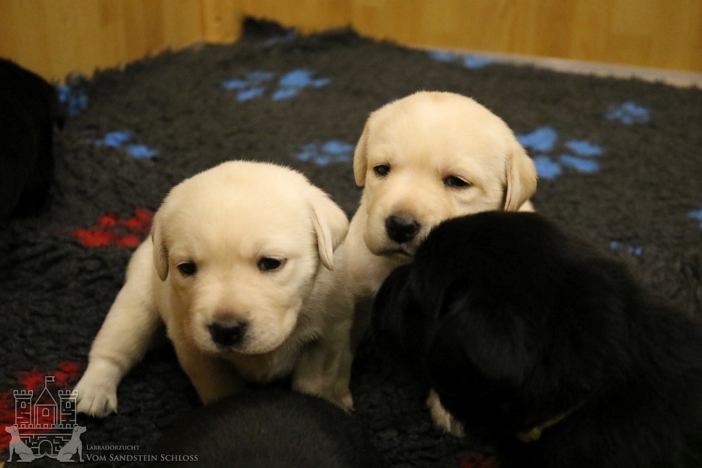 labradorzucht_bayern_6